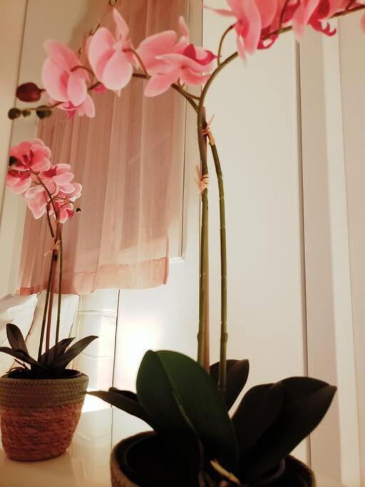 Appartement Cosy Plein Centre نيس المظهر الخارجي الصورة